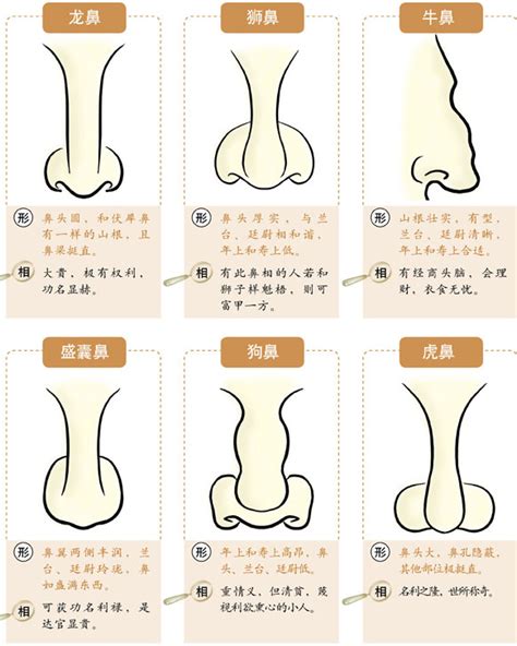 鼻面相|鼻相分析10款｜鼻樑有節及橫紋、豬膽鼻、鼻頭下垂代表甚麼？姻 